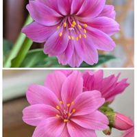 レウィシア,出窓,帯化の画像