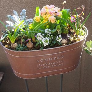 寄せ植え,ガーデニング,ナチュラルガーデン,コンテナガーデン,花のある暮らしの画像