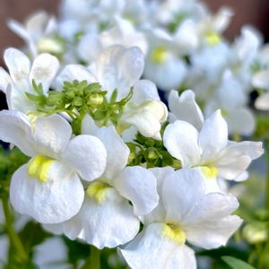 ネメシア,可愛い,白い花,花のある暮らし,植物のある暮らしの画像