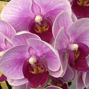 胡蝶蘭,胡蝶蘭,胡蝶蘭,胡蝶蘭,iphone11の画像