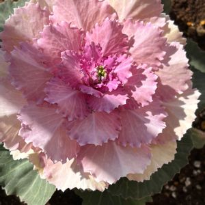 バルコニー/ベランダの画像