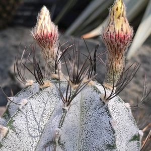 サボテン,多肉,白瑞鳳玉,ハクズイホウギョク,多肉植物の画像