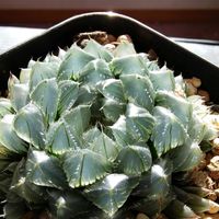 ハオルチア,ハオルチア,多肉植物,ハオルチア属,透明な窓の画像