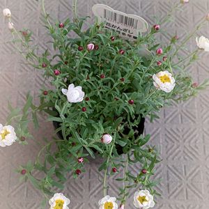 愛らしい花,バルコニー/ベランダの画像