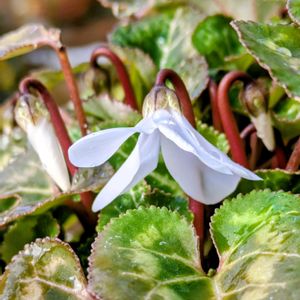 ガーデンシクラメン,白い花,小さな庭の画像