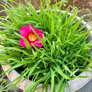 サザンカ,サザンカ,ラグラスバニーテール,ラグラスバニーテール,ピンクの画像