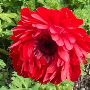 アネモネ,観葉植物,癒し,グリーンのある暮らし,GSのみなさんに感謝♡の画像