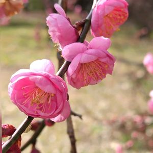 お出かけ先の画像