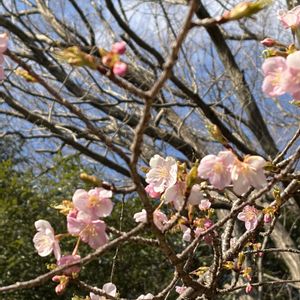 河津桜,立春,2月,われら17年組,お出かけ先の画像