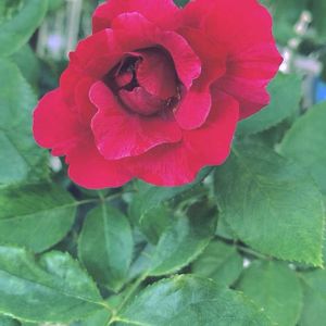 バラ,バラと夢CLUB,チーム岐阜,ユーミンつながり,がんに負けるな！の画像