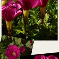 オキザリス,鉢植え,カタバミ科,春近し,ピンク色の花の画像