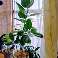 フィカス ベンガレンシスの画像