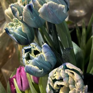 チューリップ　フローズン,チューリップ　八重　モカ,チューリップ　ハミルトン,千葉散策,お出かけ先の画像