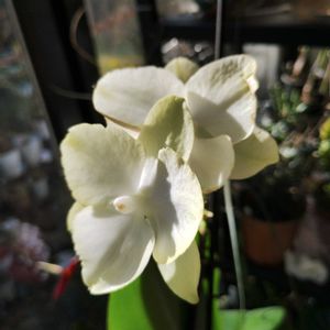 胡蝶蘭,ドリミオプシス・マクラータ,植中毒,GSに感謝。,植物大好きの画像