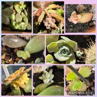 秀麗,秀麗,夕映え,夕映え,子宝草の画像