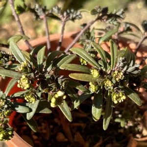 イベリス,小さな庭の画像