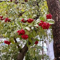 ピラカンサ,ビワ,ミカン,八重のサザンカ,散歩道の画像