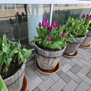 チューリップ,チューリップ,チューリップ,チューリップ,花のある暮らしの画像