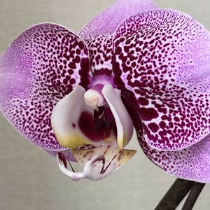 胡蝶蘭,胡蝶蘭　スパークワイン,胡蝶蘭開花しました‼️,胡蝶蘭開花中!の画像