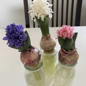 ヒヤシンス 水耕栽培,ヒヤシンス 水耕栽培,頑張れ自分,春が待ち遠しい,元気に育ててますよの画像