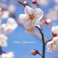 花かんざし,白梅,クマモグサ,花のある暮らし,小さな幸せ♡の画像