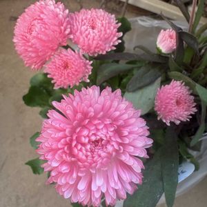 デイジー,ローレンセラ,チロリアン・デージー,オーストラリアンデージー,花のある暮らしの画像