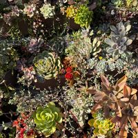 花かんざし,オステオスペルマム,梅・玉牡丹,多肉寄せ植えの画像