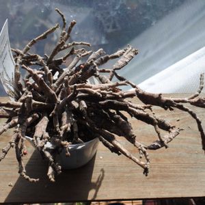 ユーフォルビア,成長記録,プラティクラダの画像