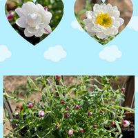 キンギョソウ,ハナカンザシ,花かんざし,GSのみなさんに感謝♡,がんばろう熊本！の画像