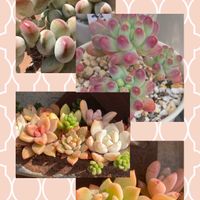 乙女心,福だるま,多肉寄せ植えの画像