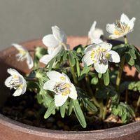セツブンソウ,雪割草,春の花,節分草,ガーデニングの画像