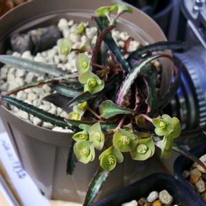 ユーフォルビア,実生,成長記録,フランコイシーの画像