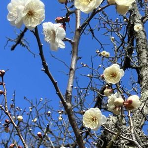 ウメ,スイセン,パンジー,葉牡丹,ビオラの画像