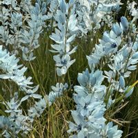 イキシア,水色の花,キュンキュン乙女倶楽部,HTC,【こまち多肉部】の画像