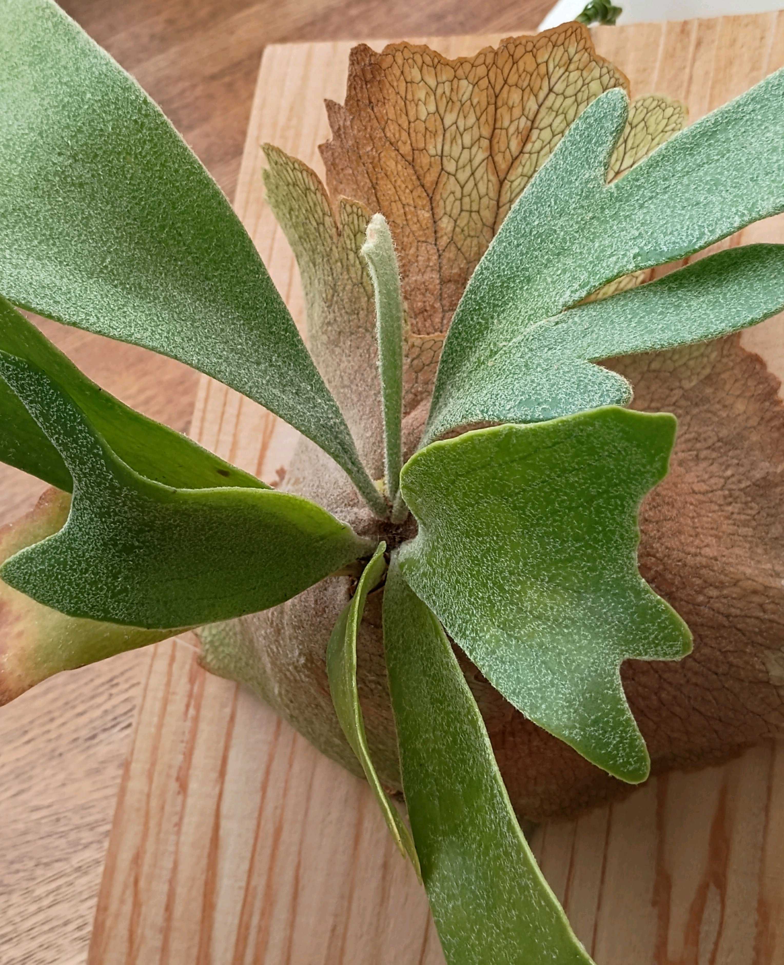 ビカクシダの森