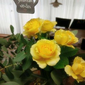 癒される,花のある暮らし,no green no life,大好きな色,キッチンの画像