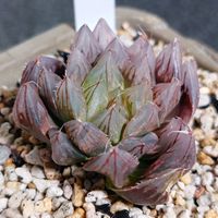 ハオルチア,ハオルチア,竜爪オブツーサ錦,多肉植物,多肉ちゃんの画像