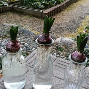 ヒヤシンス,ヒヤシンス,花のある暮らし,ヒヤシンス水耕栽培,幸せな時間の画像