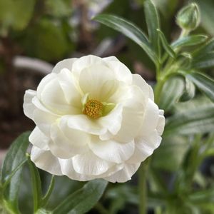 ラナンキュラスラックス グレーシス,白い花,ズボラガーデナー,白い水曜日♡,和室の画像