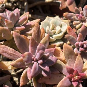 白牡丹,秋麗,多肉初心者,多肉女子,多肉好きの画像