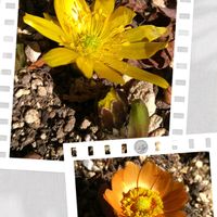 フクジュソウ,福寿草,福寿草　紅福,地植え,山野草の画像