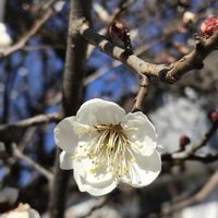 ガーデニング,ガーデン,小さな庭の画像