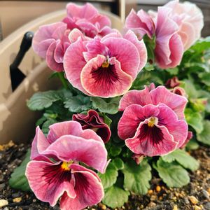 ビオラ,ビオラ　シャルマンロゼ,ビオラ　シャルマンロゼ,ベランダガーデン,ガーデニングの画像