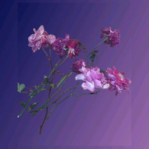 ミニバラ,ミニバラ,遊び心,スマホ撮影,今日も笑顔で♡の画像