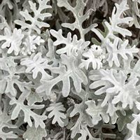 シロタエギク,お出かけ先にての画像