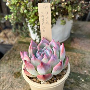 ミソ苗,多肉植物,多肉中毒,多肉のある暮らし,多肉女子の画像