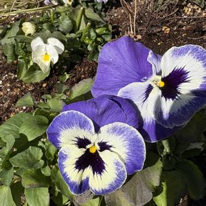 軒下,キュンキュン乙女倶楽部,青い花マニア,もんもんチャン♡見守り隊,チーム・ブルーの画像