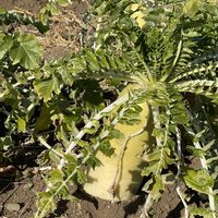 大根,水菜,ブロッコリー,キャベツ,小松菜の画像