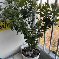 ブルーベリー,ブルーベリー オニール,ブルーベリーサンシャインブルー,デコポン (不知火),デコポン (不知火)の画像