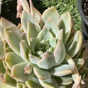 多肉植物,花芽,つぼみ,花のある暮らし,癒されます♡の画像